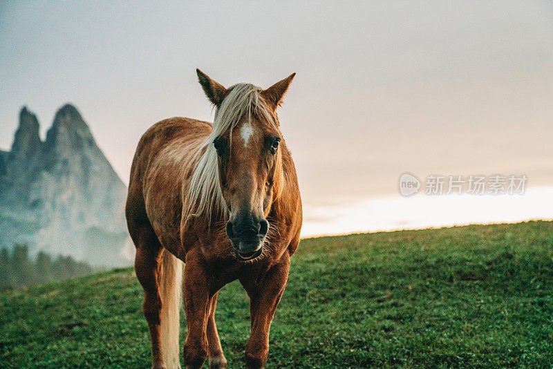 日落时分，在Seiser Alm放牧的马匹